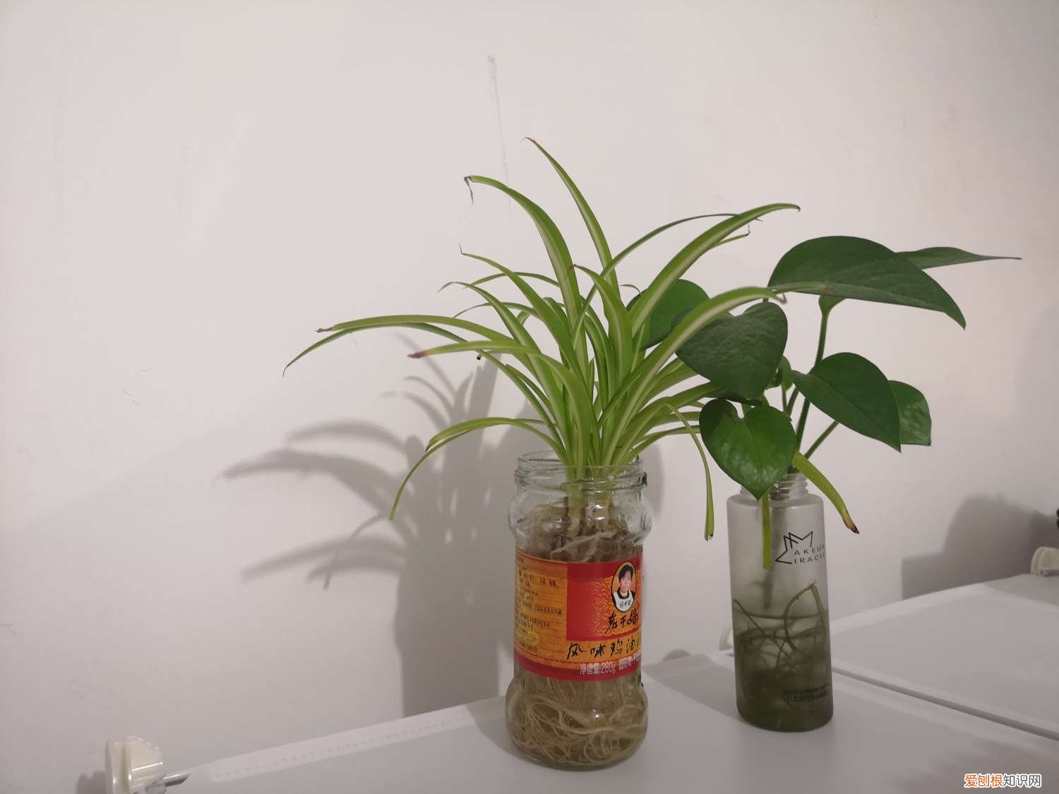 水培叶子发黄 水培瓶里放条鱼，黄叶烂根全消失，大冬天也能呼呼长个！