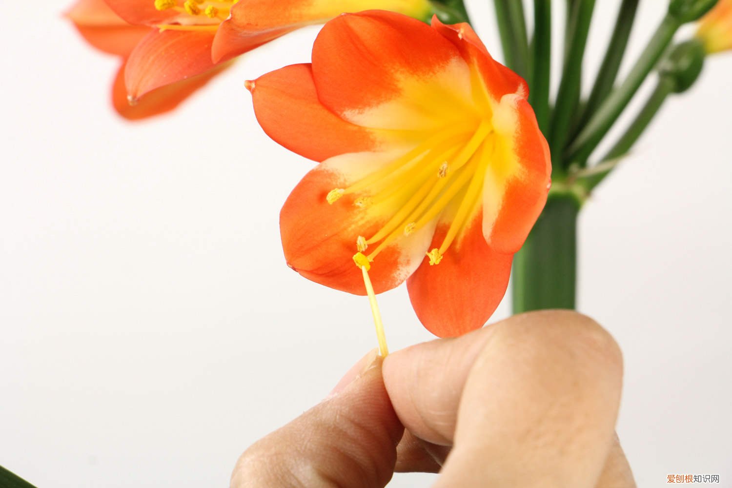 君子兰开花了多久浇一次水 君子兰用这“2种”水浇，15天来一次，根壮实开花多！