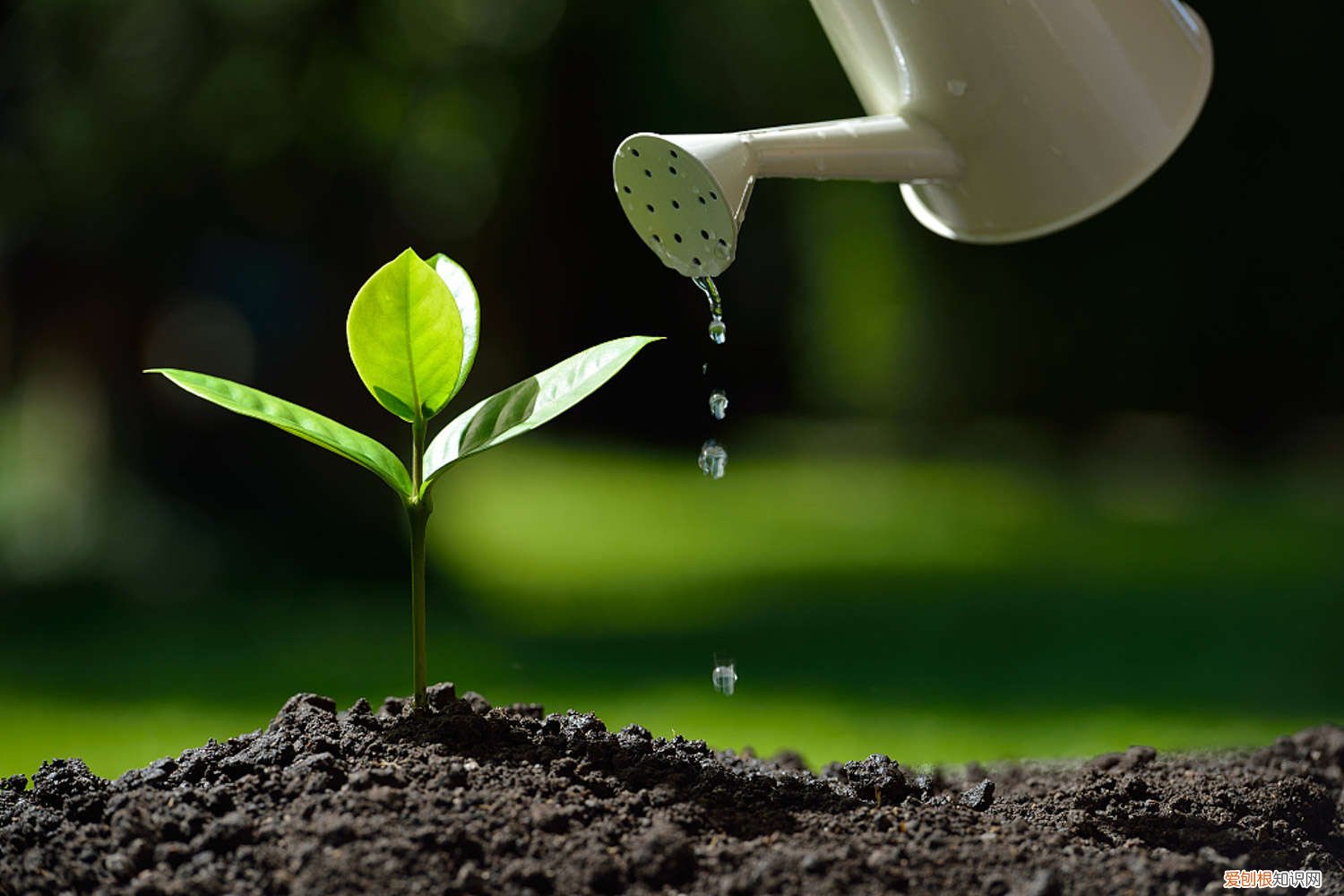 浇水多的花 这“4种”家家都有的水，植物花卉最喜欢，一周浇一次，花蕊长满枝！