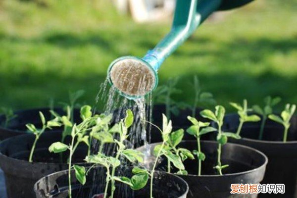 浇水多的花 这“4种”家家都有的水，植物花卉最喜欢，一周浇一次，花蕊长满枝！