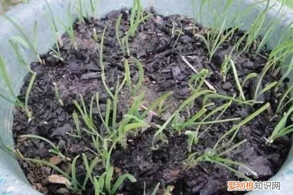 这种“黑粉”，抓一把洒土里，养的花各个花苞开满枝！