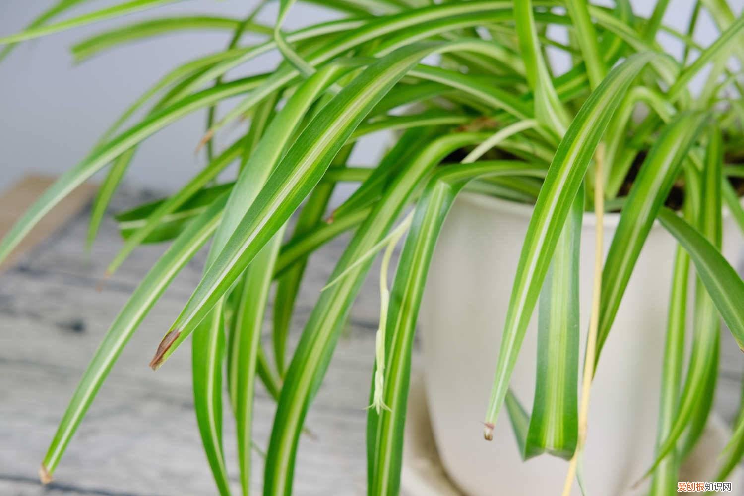 吊兰叶子徒长 “吊兰”长不好,土里最好藏点“料”,叶子蹿芽蹿不停!