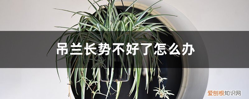 吊兰叶子徒长 “吊兰”长不好,土里最好藏点“料”,叶子蹿芽蹿不停!