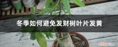 发财树入冬叶子发黄怎么办 冬天发财树养护，掌握好这“3个”技巧，叶常青不发黄！