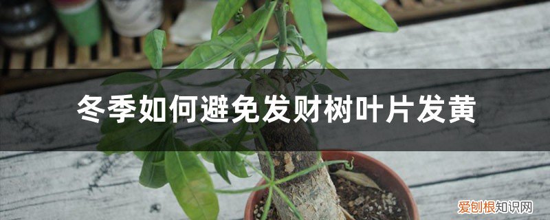 发财树入冬叶子发黄怎么办 冬天发财树养护，掌握好这“3个”技巧，叶常青不发黄！