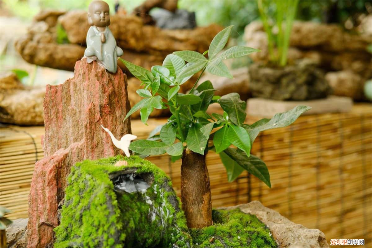 发财树入冬叶子发黄怎么办 冬天发财树养护，掌握好这“3个”技巧，叶常青不发黄！