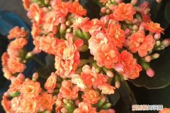 这6种花真耐旱,半个月不浇水,竟然也能狂开花的植物 这6种花真耐旱，半个月不浇水，竟然也能