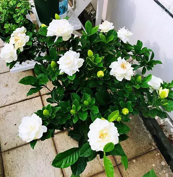 西红柿洋葱能一起吃吗?，西红柿洋葱胡萝卜，切碎加水倒盆里，叶子绿油油，花开娇滴滴