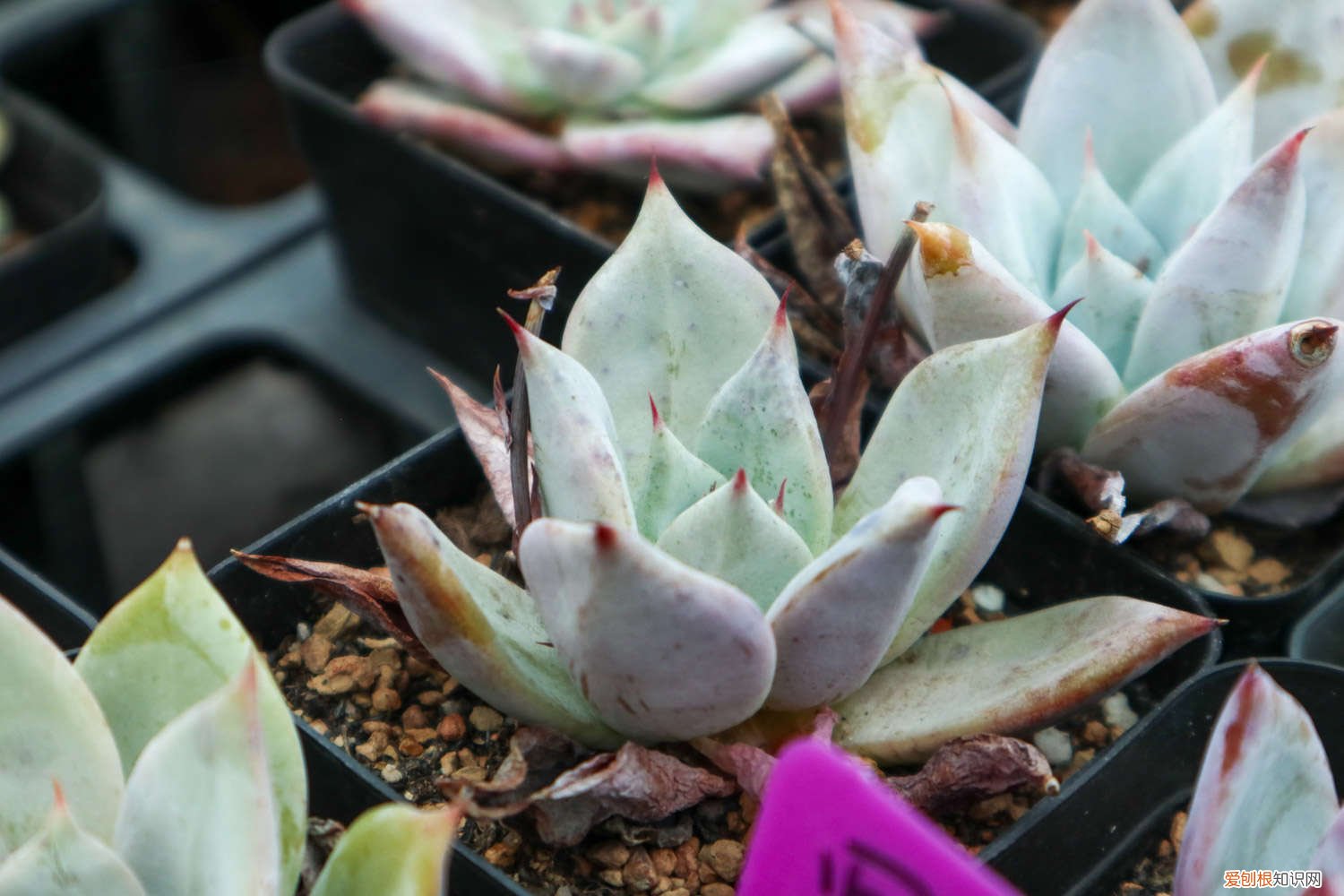 多肉这么控养 多肉控养大法，3周胖到爆炸，越虐长的越疯狂！