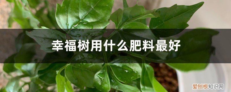 幸福树一年施几次肥 幸福树用什么肥料最好，多久施一次肥