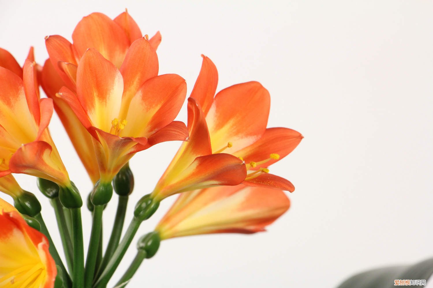 君子兰要开花夹箭怎么办 “君子兰”养殖用这招，叶子拳头宽，开花不夹箭！