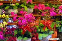 为什么花市买的花回家养不活 过年逛“花市”，这“3种”花要避开，买回家根本养不活！