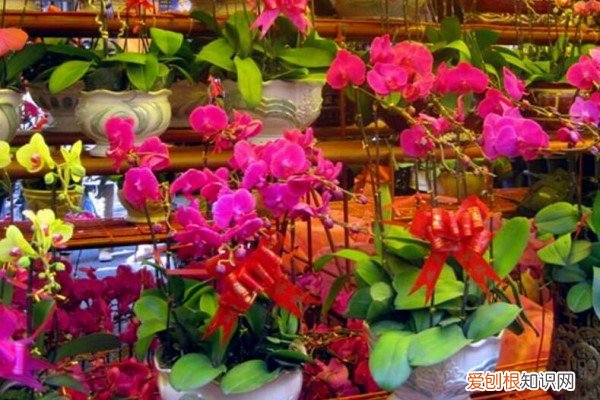 为什么花市买的花回家养不活 过年逛“花市”，这“3种”花要避开，买回家根本养不活！