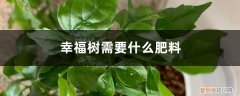 幸福树需要什么肥料最好 幸福树需要什么肥料