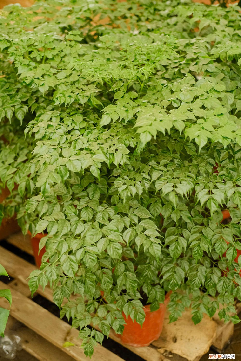 幸福树多长时间缓苗,浇水要浇透吗为什么 幸福树多长时间缓苗，浇水要浇透吗