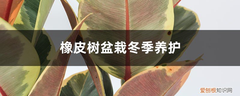 盆栽橡皮树怎么过冬 橡皮树盆栽冬季养护