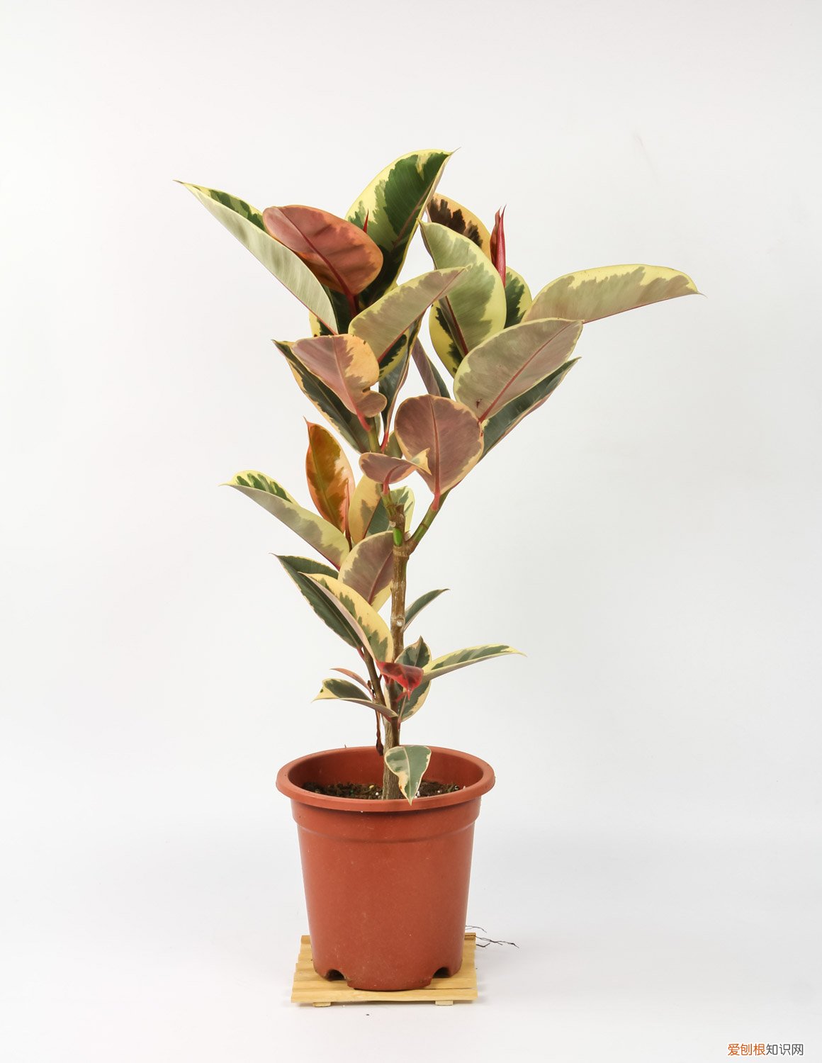 盆栽橡皮树怎么过冬 橡皮树盆栽冬季养护