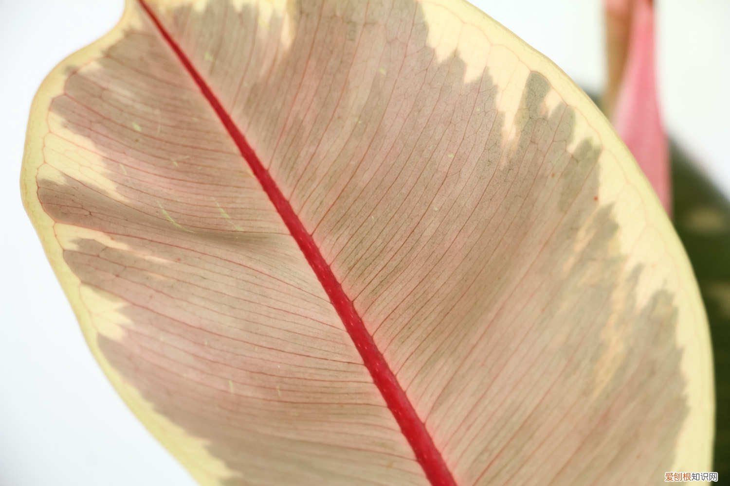 盆栽橡皮树怎么过冬 橡皮树盆栽冬季养护