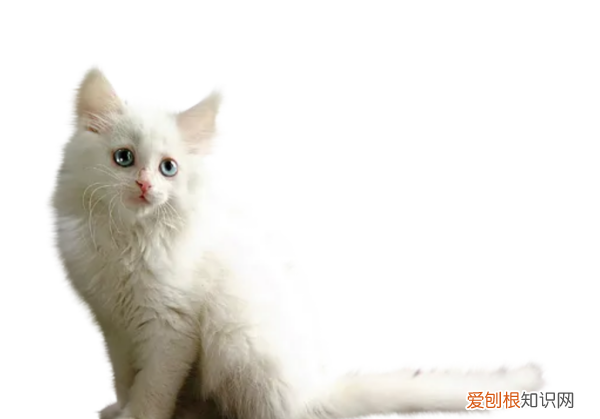 人像怎么抠图，照片怎么抠人像