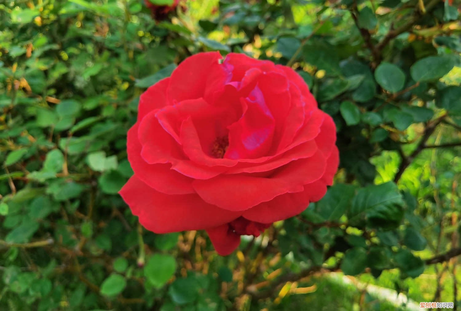 月季的修剪时间和方法 季节和地域 月季修剪时间和方法