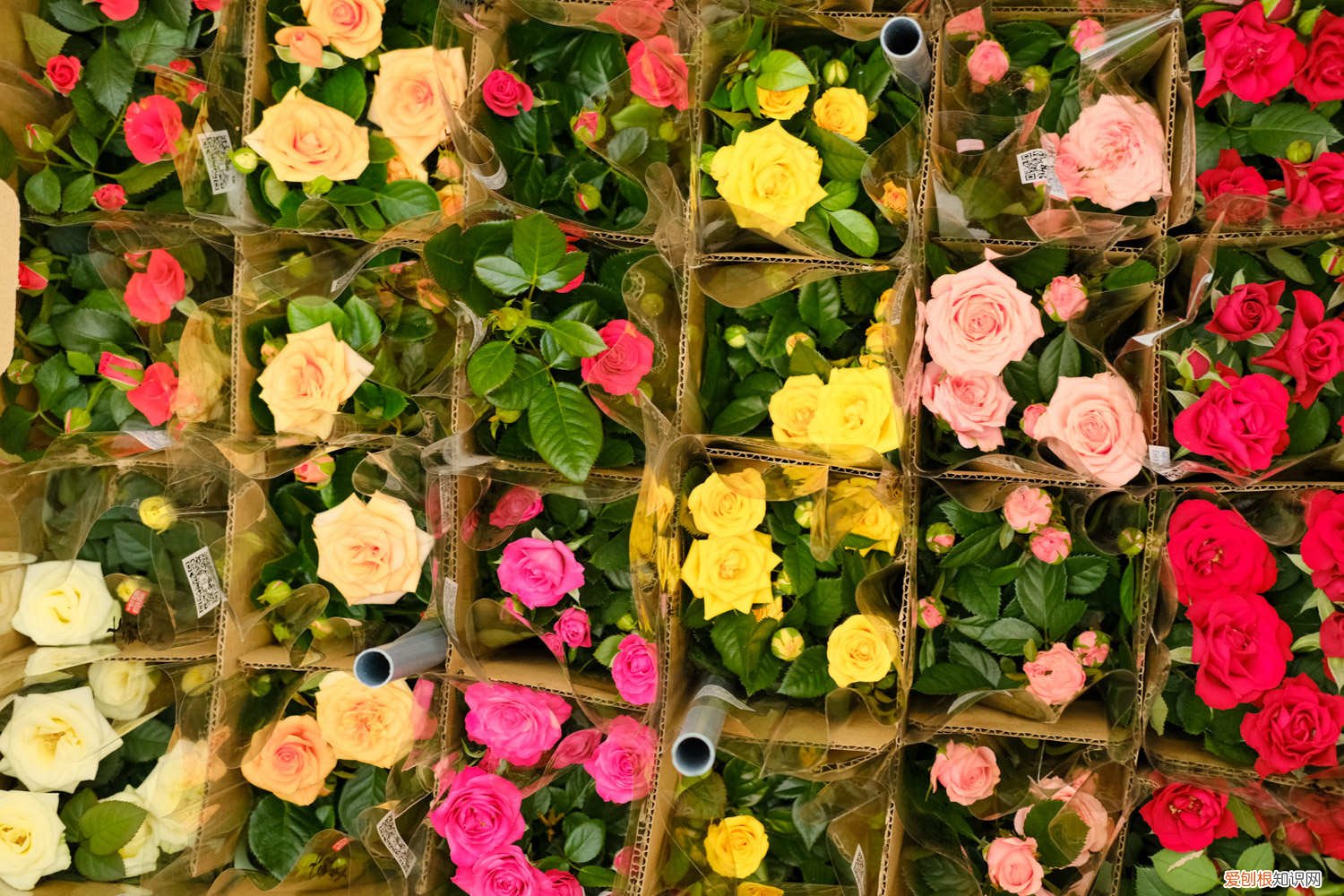 月季的修剪时间和方法 季节和地域 月季修剪时间和方法