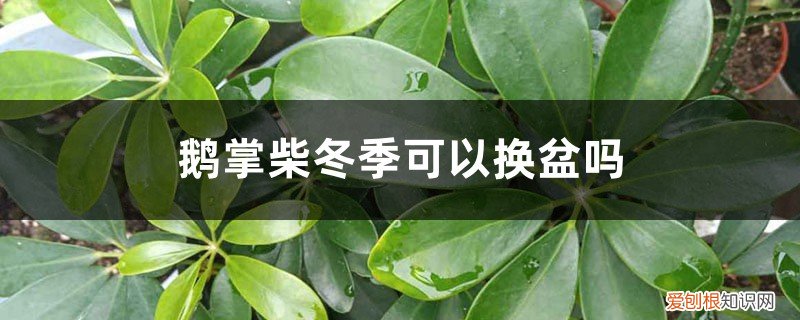 盆栽鹅掌柴放在室内怎样养 鹅掌柴冬季可以换盆吗，冬季怎么养茂盛