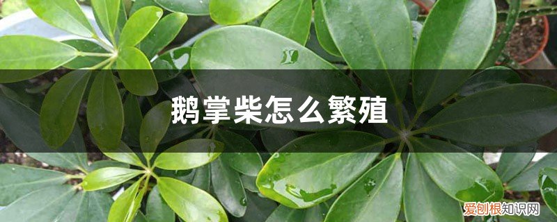 鹅掌柴怎么繁殖后代 鹅掌柴怎么繁殖