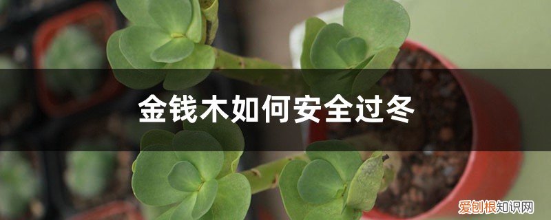 金钱木过冬怎样保温 金钱木如何安全过冬，冬天怎么保暖