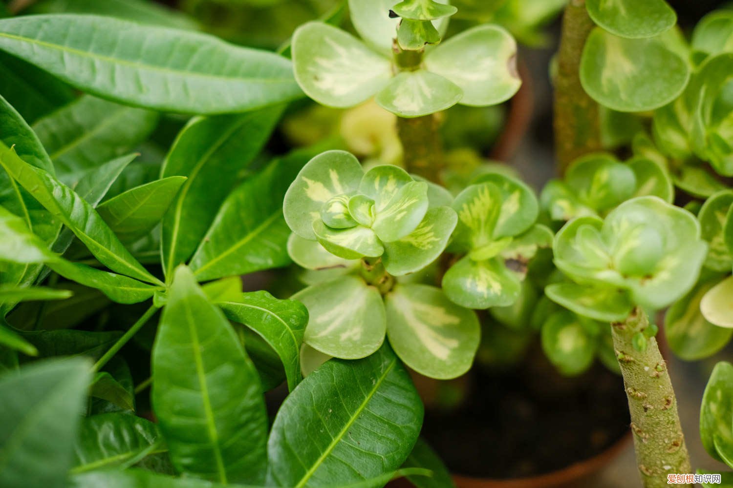 金钱木过冬怎样保温 金钱木如何安全过冬，冬天怎么保暖