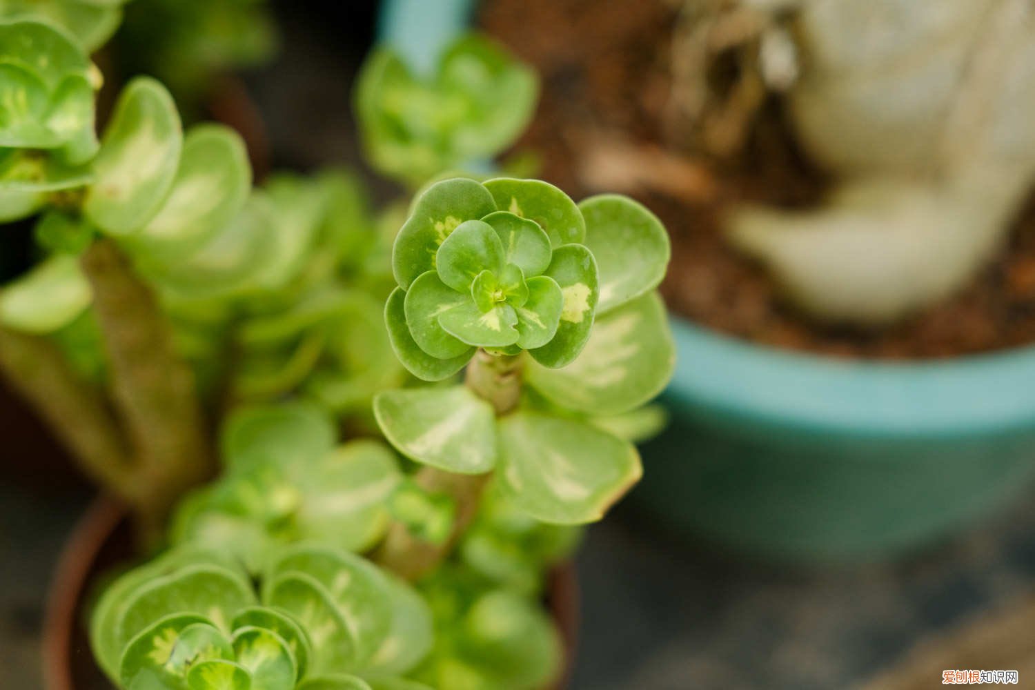 金钱木过冬怎样保温 金钱木如何安全过冬，冬天怎么保暖