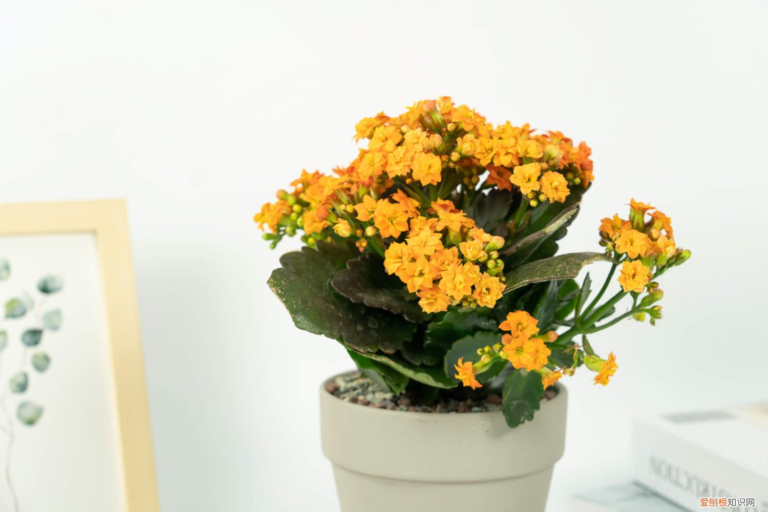 长寿花促进花苞形成用什么 正月给“长寿花”做个小动作，花苞再长一倍，枝芽蹿不停！