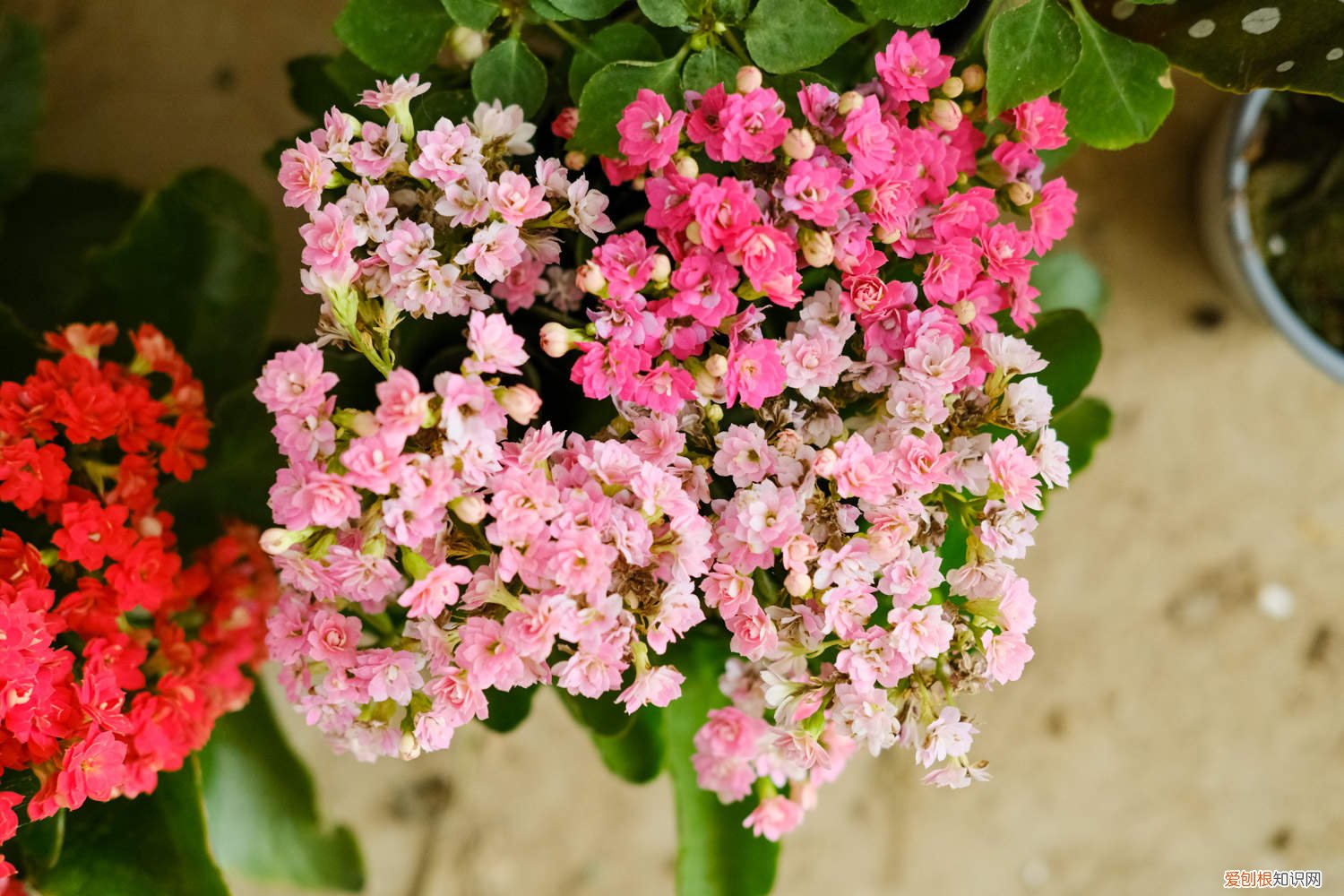 长寿花促进花苞形成用什么 正月给“长寿花”做个小动作，花苞再长一倍，枝芽蹿不停！