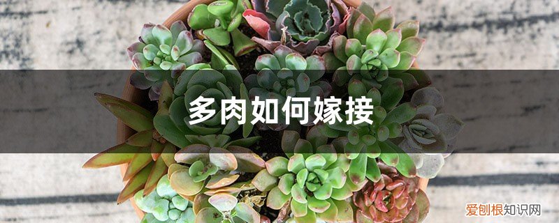 多肉老桩繁殖方法 多肉能嫁接！一根杆长出5个品种，2分钟成老桩！