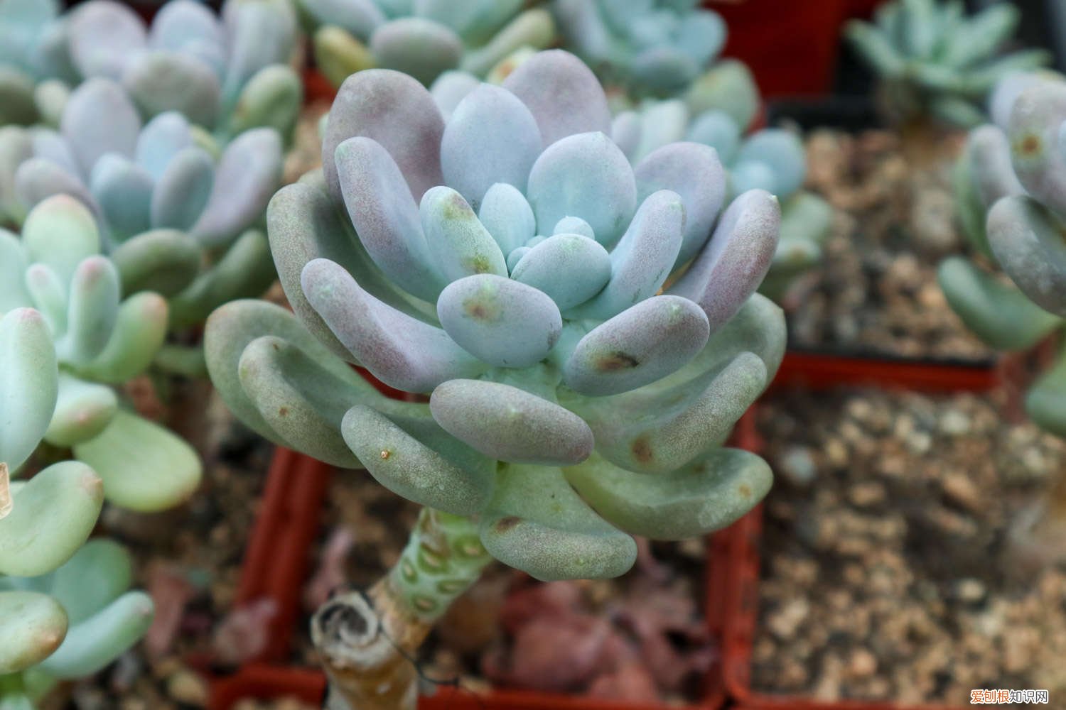 多肉老桩繁殖方法 多肉能嫁接！一根杆长出5个品种，2分钟成老桩！