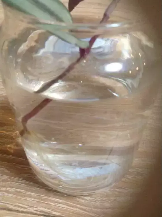 虎尾兰插扦快速生根，虎尾兰扦插“不用土”，剪成5段丢水里，10天冒出大白根！