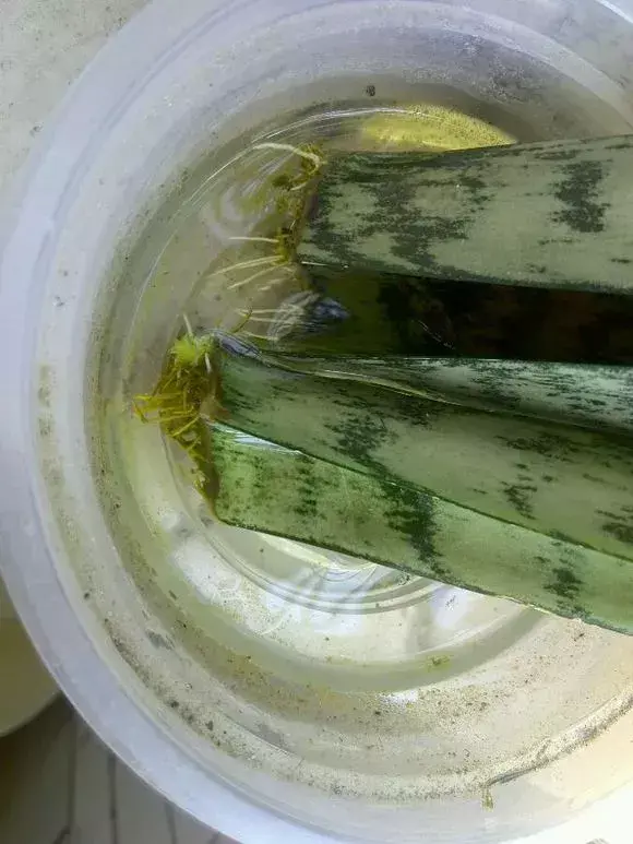 虎尾兰插扦快速生根，虎尾兰扦插“不用土”，剪成5段丢水里，10天冒出大白根！