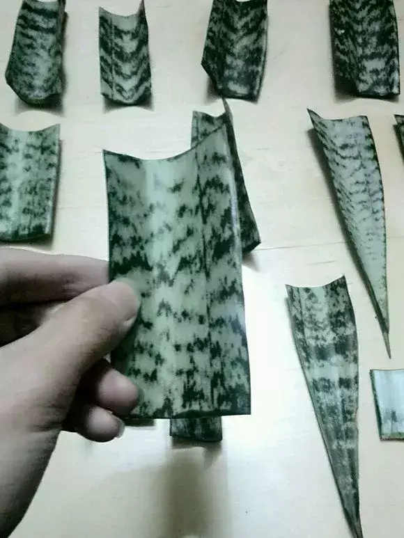 虎尾兰插扦快速生根，虎尾兰扦插“不用土”，剪成5段丢水里，10天冒出大白根！