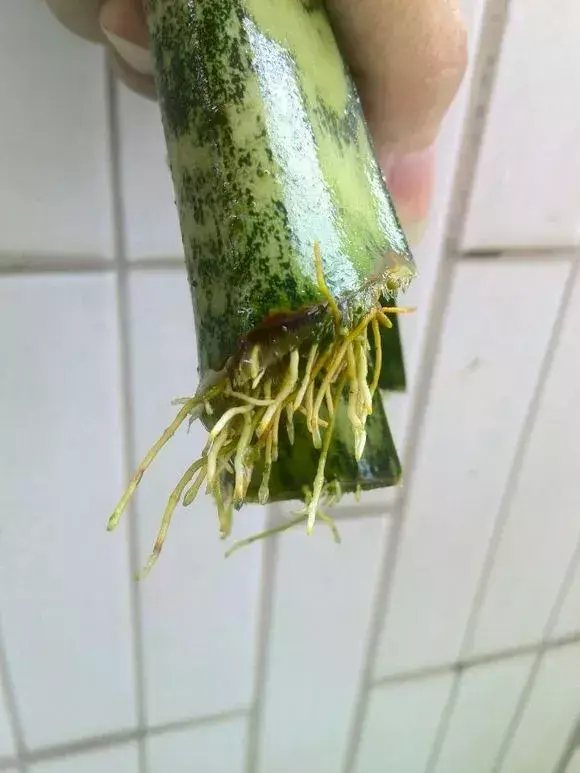 虎尾兰插扦快速生根，虎尾兰扦插“不用土”，剪成5段丢水里，10天冒出大白根！