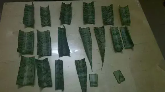 虎尾兰插扦快速生根，虎尾兰扦插“不用土”，剪成5段丢水里，10天冒出大白根！