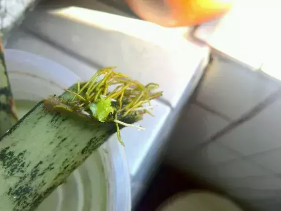 虎尾兰插扦快速生根，虎尾兰扦插“不用土”，剪成5段丢水里，10天冒出大白根！