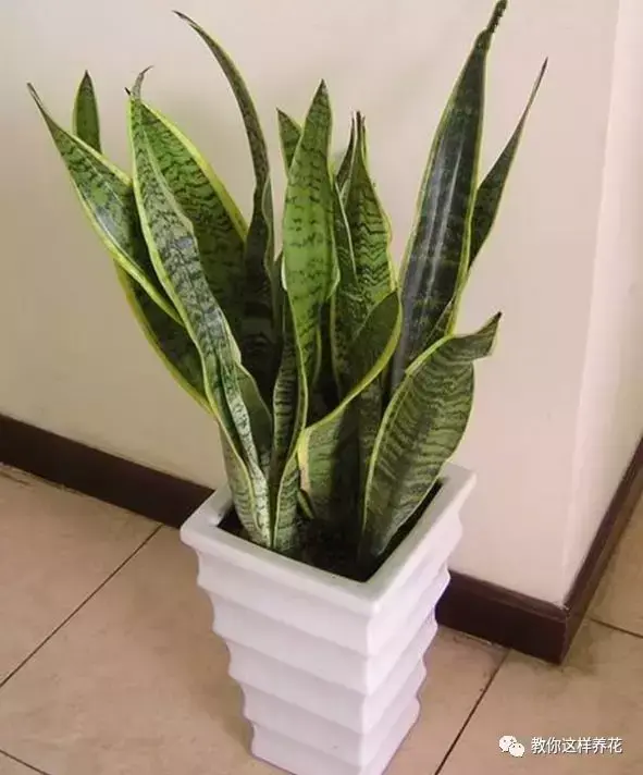 虎尾兰插扦快速生根，虎尾兰扦插“不用土”，剪成5段丢水里，10天冒出大白根！