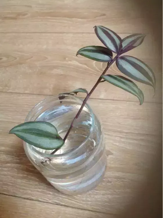 虎尾兰插扦快速生根，虎尾兰扦插“不用土”，剪成5段丢水里，10天冒出大白根！