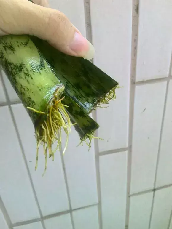 虎尾兰插扦快速生根，虎尾兰扦插“不用土”，剪成5段丢水里，10天冒出大白根！