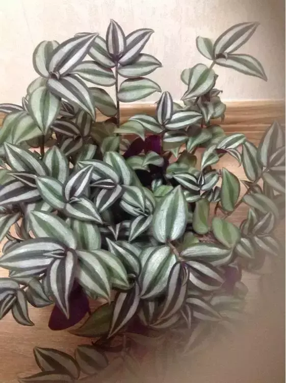 虎尾兰插扦快速生根，虎尾兰扦插“不用土”，剪成5段丢水里，10天冒出大白根！