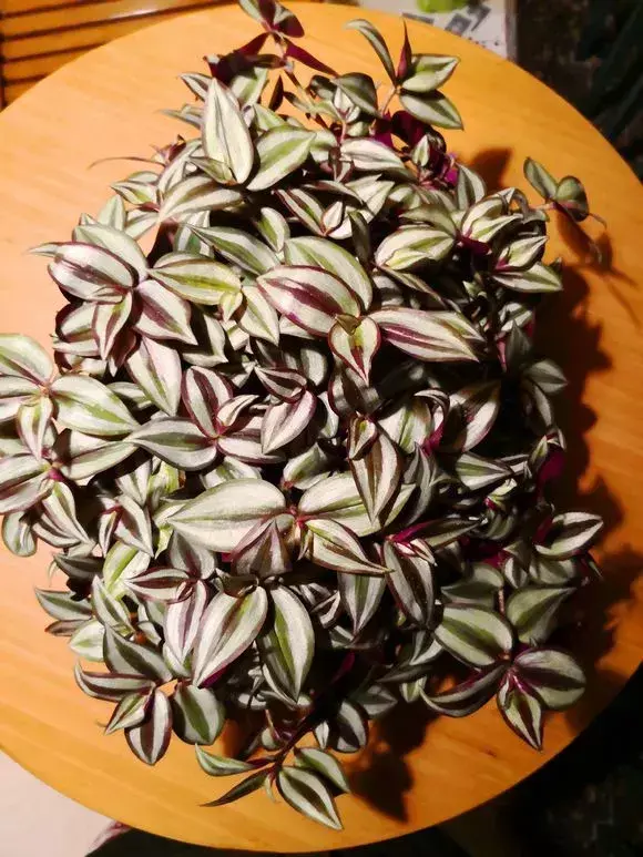 虎尾兰插扦快速生根，虎尾兰扦插“不用土”，剪成5段丢水里，10天冒出大白根！