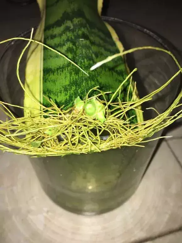 虎尾兰插扦快速生根，虎尾兰扦插“不用土”，剪成5段丢水里，10天冒出大白根！