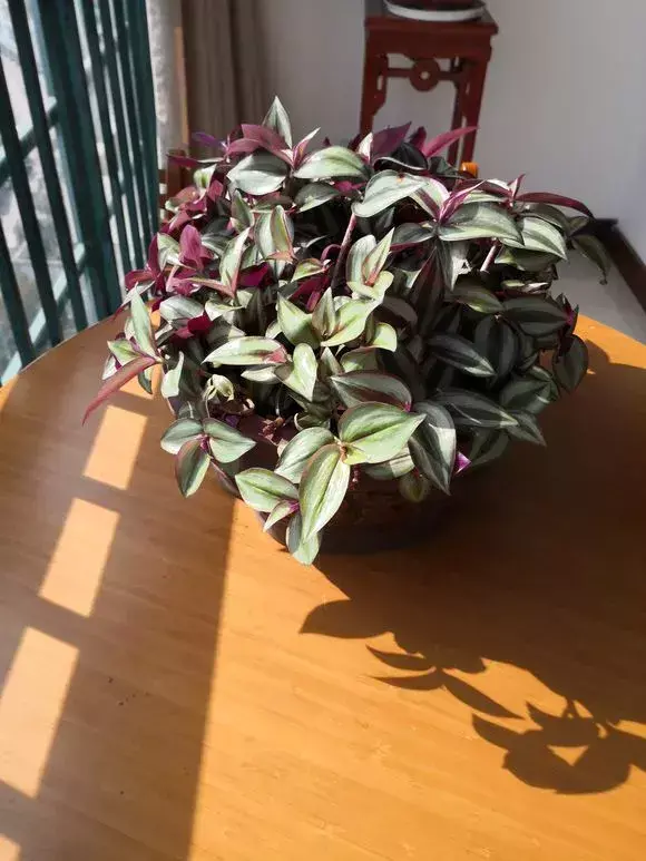 虎尾兰插扦快速生根，虎尾兰扦插“不用土”，剪成5段丢水里，10天冒出大白根！