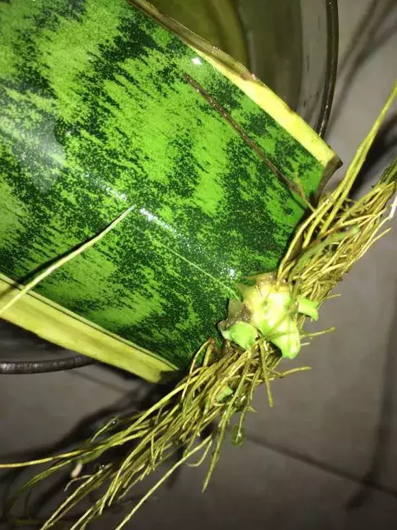 虎尾兰插扦快速生根，虎尾兰扦插“不用土”，剪成5段丢水里，10天冒出大白根！