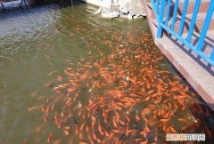 水井水浑浊怎么处理，怎么把非常浑浊的井水变清澈一点