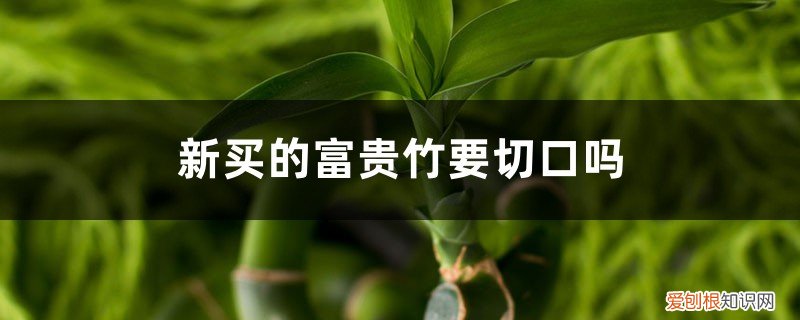 富贵竹买来要切掉根吗 新买的富贵竹要切口吗，切口不生根怎么办